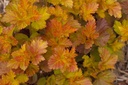 PHOAJUBI_20120418075303_xlarge.jpeg