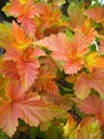 PHOAJUBI_20111031072001_xlarge.jpeg