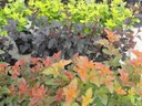 PHOAJUBI_20110809084258_xlarge.jpeg