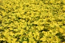PHOAGOLD_20120915144138_xlarge.jpeg