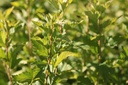 PHOAGOLD_20120912101531_xlarge.jpeg