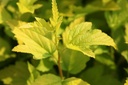 PHOAGOLD_20120727102849_xlarge.jpeg