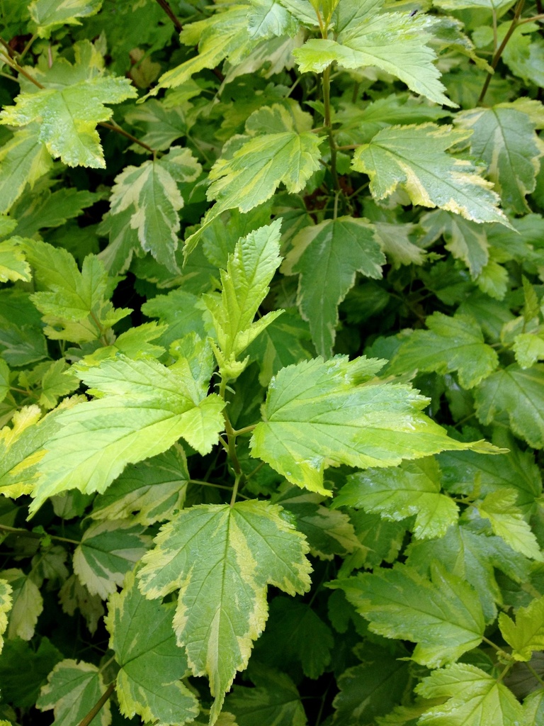 PHOGANNY_20120710082616_xlarge.jpeg