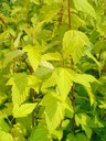 PHODGOLD_20090626133325_xlarge.jpeg