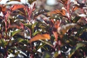 PHODOR_20120912101418_xlarge.jpeg