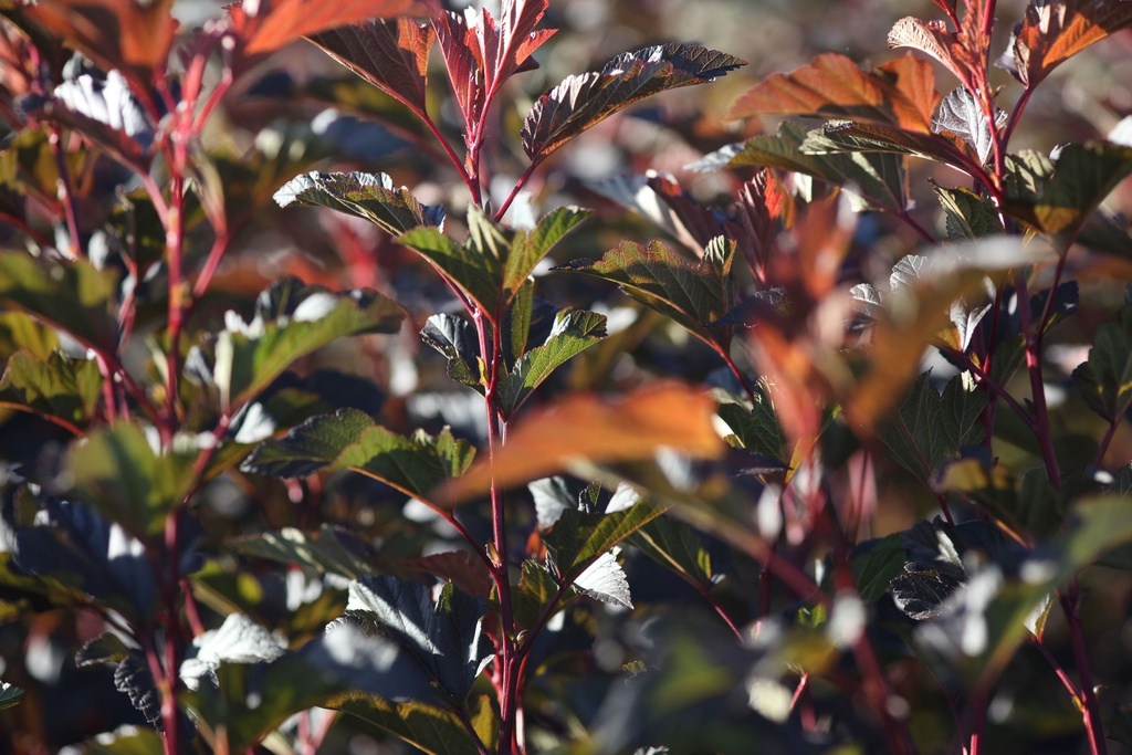 PHODOR_20120912101407_xlarge.jpeg