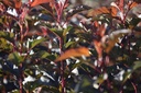 PHODOR_20120912101407_xlarge.jpeg