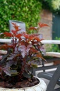 PHOLRED_20120613062347_xlarge.jpeg