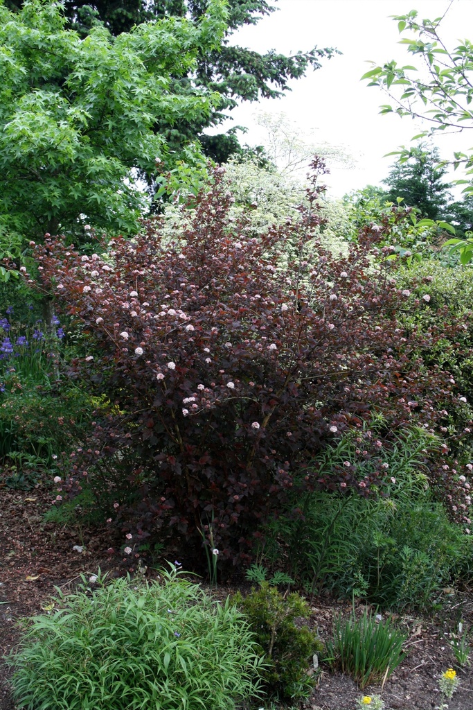 PHOLRED_20110511095051_xlarge.jpeg