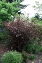 PHOLRED_20110511095051_xlarge.jpeg