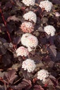 PHOLRED_20110509080229_xlarge.jpeg
