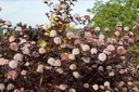 PHOLRED_20110509080213_xlarge.jpeg
