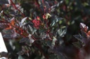 PHOLDEVI_20160902100503_xlarge.jpeg