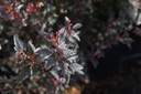 PHOLDEVI_20160902100452_xlarge.jpeg