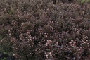 PHOLDEVI_20140514090847_xlarge.jpeg