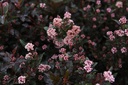 PHOLDEVI_20140514090831_xlarge.jpeg