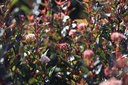 PHOLDEVI_20120912101232_xlarge.jpeg