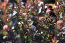 PHOLDEVI_20120912101125_xlarge.jpeg