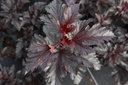 PHOMIDNI_20160902102154_xlarge.jpeg
