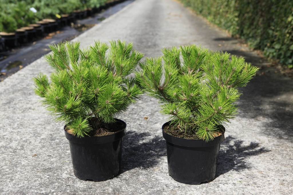 Pinus densiflora 'Low Glow' cont. 7,5L 25-30 cm