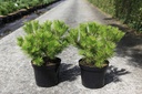 Pinus densiflora 'Low Glow' cont. 7,5L 25-30 cm