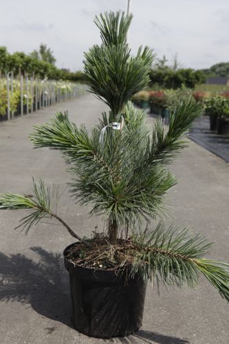 [P] Pinus flexilis 'Vanderwolf's Pyramid' cont. 7,5L 40-50 cm