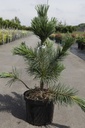 Pinus flexilis 'Vanderwolf's Pyramid' cont. 7,5L 40-50 cm