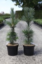 Pinus flexilis 'Vanderwolf's Pyramid' cont. 7,5L 40-50 cm