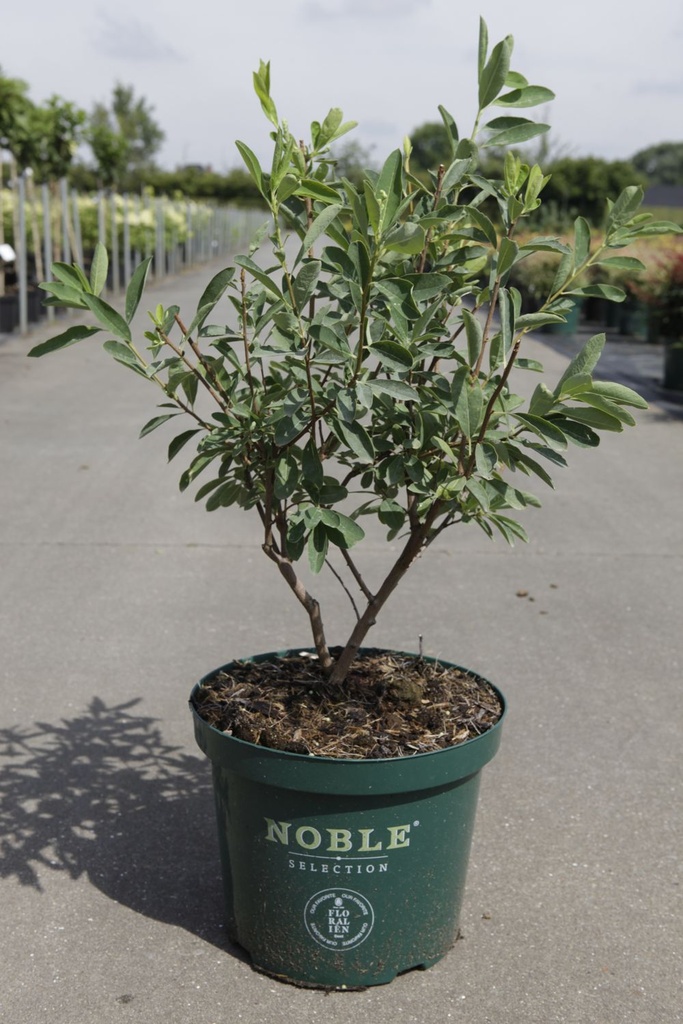 Exochorda racemosa 'Niagara' (PBR) cont. 10L deco 50-60 cm +B