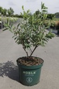 Exochorda racemosa 'Niagara' (PBR) cont. 10L deco 50-60 cm +B