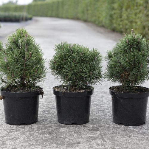 [P] Pinus mugo 'Mops' cont. 4L 20-25 cm