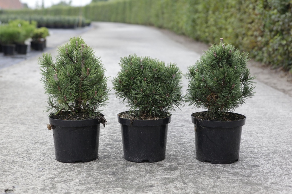 Pinus mugo 'Mops' cont. 4L 20-25 cm