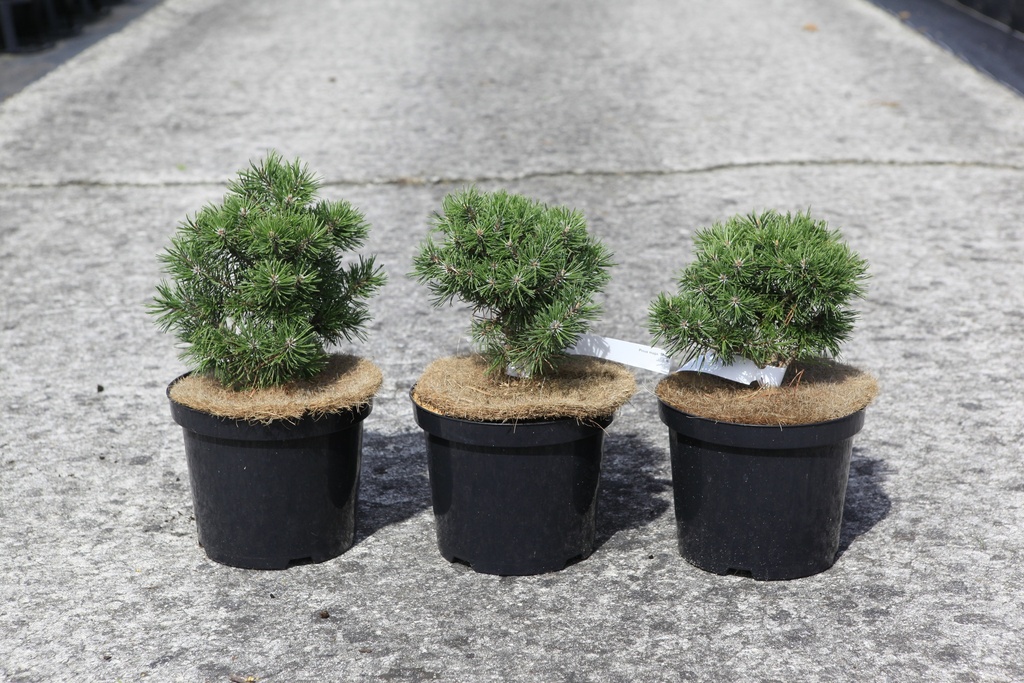 Pinus mugo 'Mops' cont. 4L 20-25 cm