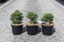 Pinus mugo 'Mops' Kont. 4L 20-25 cm