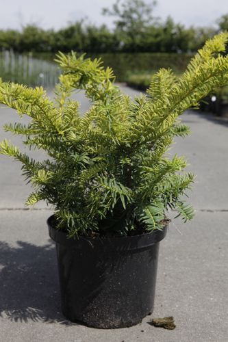 [P] Taxus baccata 'Summergold' cont. 5L 30-40 cm