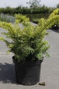 Taxus baccata 'Summergold' cont. 5L 30-40 cm