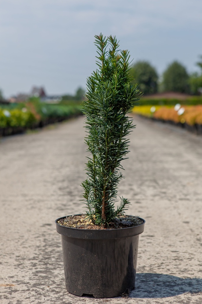 Taxus baccata 'Fastigiata Robusta' cont. 5L 50/+ cm