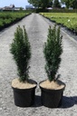 Taxus baccata 'Fastigiata Robusta' Kont. 5L 50/+ cm