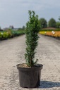 Taxus baccata 'Fastigiata Robusta' cont. 5L 50/+ cm