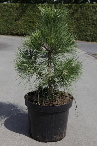 Pinus nigra nigra cont. 7,5L 40-50 cm