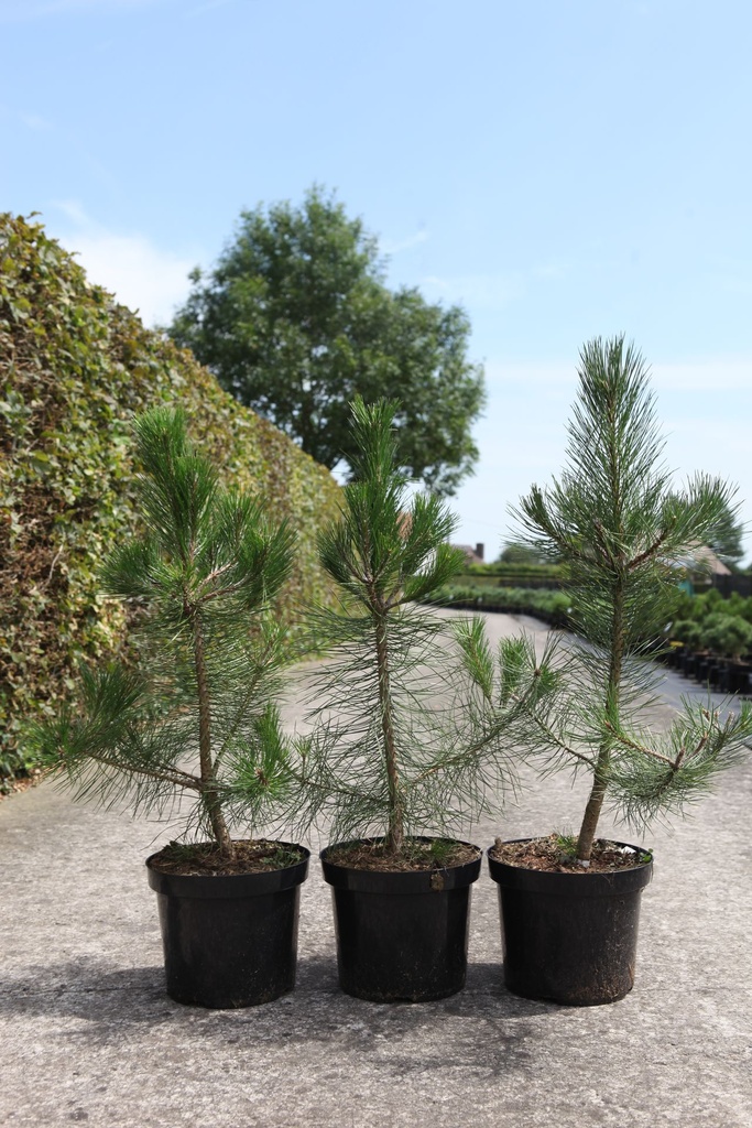Pinus nigra nigra cont. 7,5L 40-50 cm