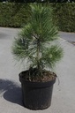 Pinus nigra nigra cont. 7,5L 40-50 cm