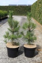 Pinus nigra nigra cont. 7,5L 40-50 cm