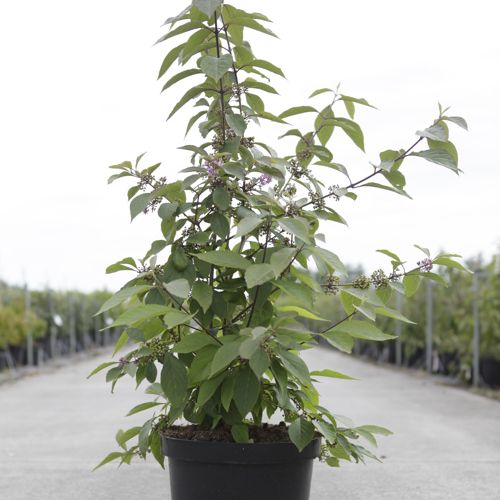 Callicarpa bodinieri 'Profusion' cont. 10L 80/+ cm +ф