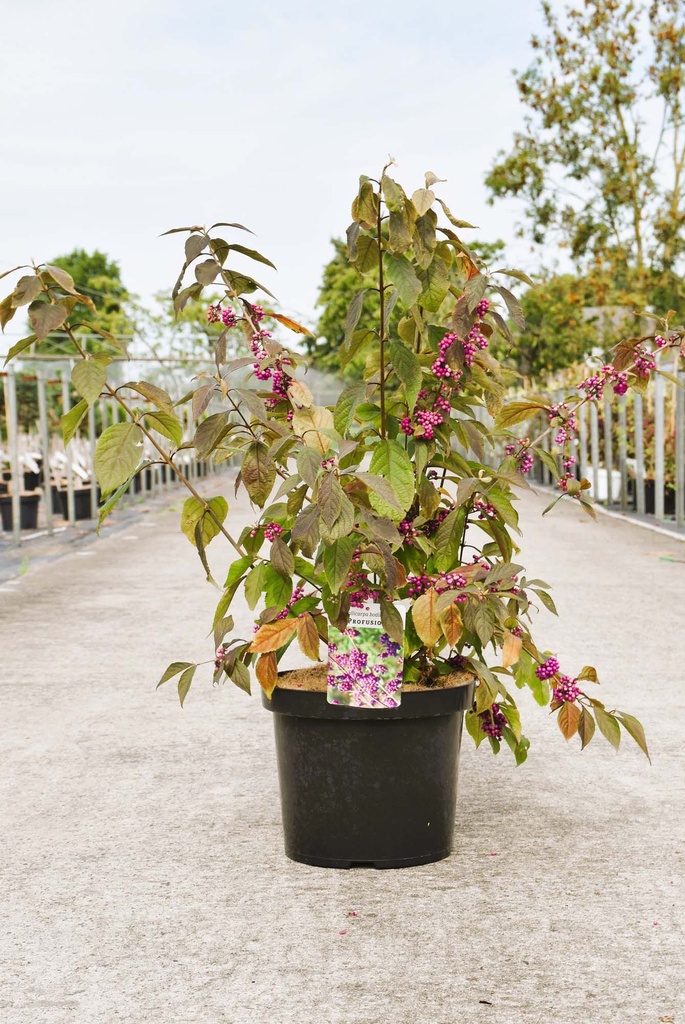 [P] Callicarpa bodinieri 'Profusion' cont. 10L 80/+ cm +f