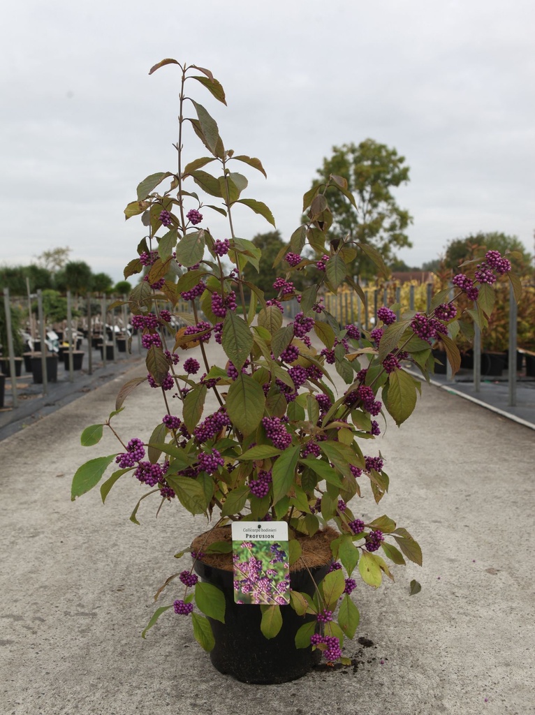 Callicarpa bodinieri 'Profusion' cont. 10L 80/+ cm +p