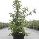 Callicarpa bodinieri 'Profusion' cont. 10L 80/+ cm +ф