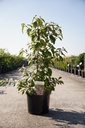 Callicarpa bodinieri 'Profusion' cont. 10L 80/+ cm +f