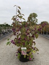 Callicarpa bodinieri 'Profusion' cont. 10L 80/+ cm +p