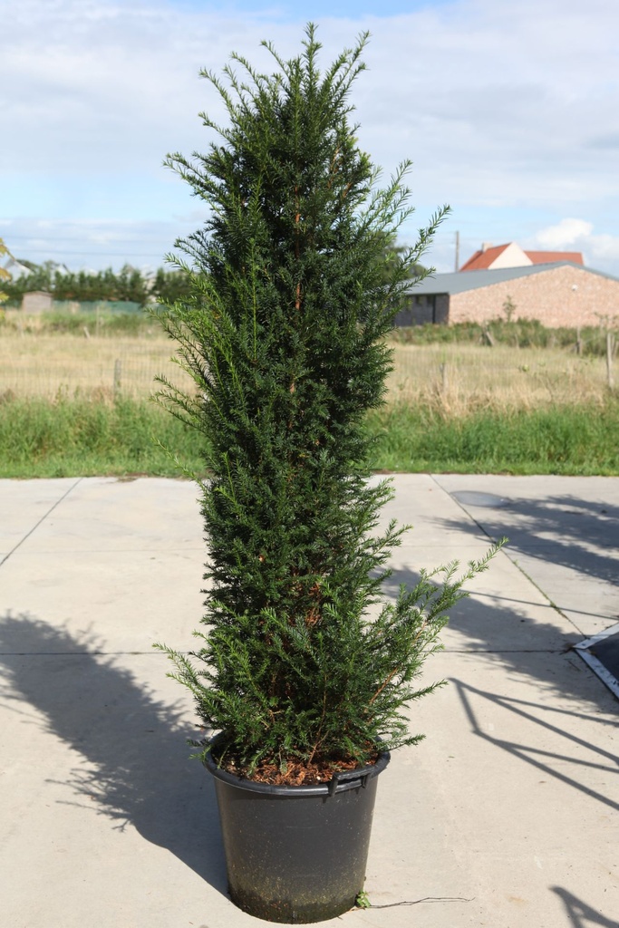 [P] Taxus baccata cont. 50L 150-160 cm